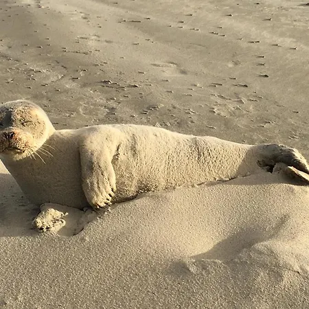 Haus Seeigel Stranddistel דירה